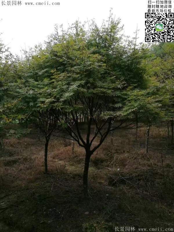 1.2、1.5、1.8米的紅楓樹