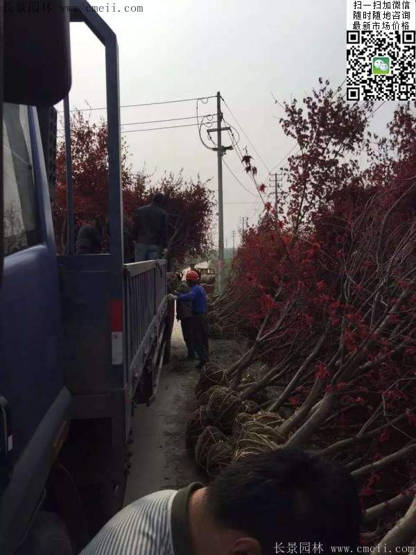 紅楓基地 紅楓基地