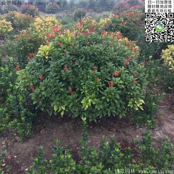 紅葉石楠--長(zhǎng)景園林 紅葉石楠--長(zhǎng)景園林