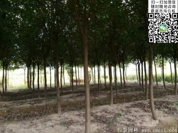 紅葉石楠--長(zhǎng)景園林 紅葉石楠--長(zhǎng)景園林