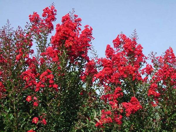 專家告訴你，市場上紫薇花樹價格是多少？