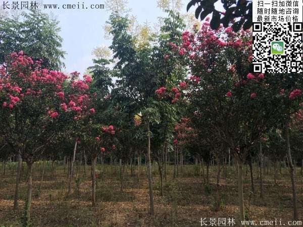 專家告訴你，市場上紫薇花樹價格是多少？