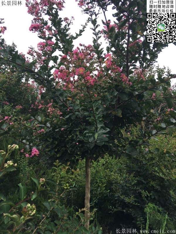 專家告訴你，市場上紫薇花樹價格是多少？