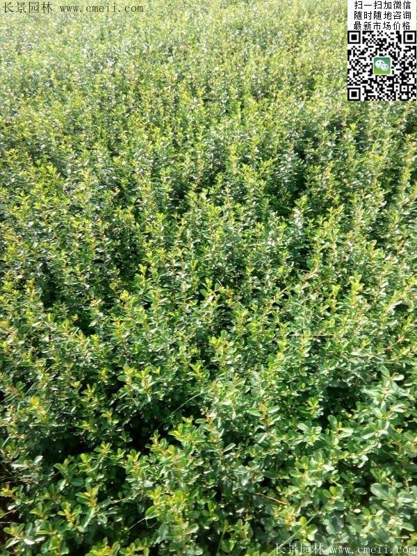 火棘--長(zhǎng)景園林 火棘--長(zhǎng)景園林