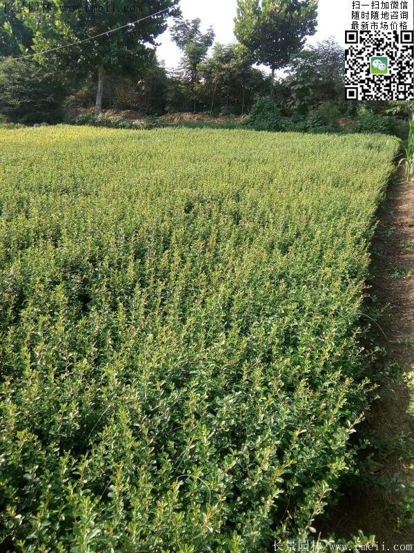 火棘--長(zhǎng)景園林 火棘--長(zhǎng)景園林