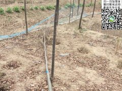 你還在為買櫸樹四處奔波嗎？那你就out了，告訴