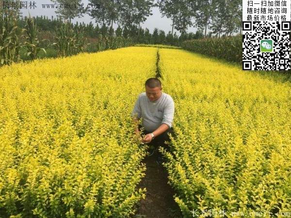 金葉女貞--長(zhǎng)景園林 金葉女貞--長(zhǎng)景園林