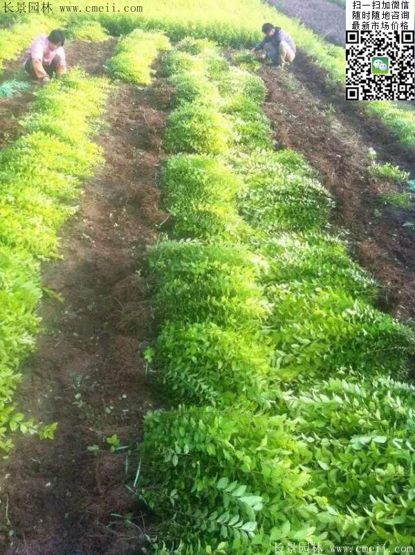 金葉女貞--長(zhǎng)景園林 金葉女貞--長(zhǎng)景園林