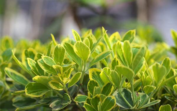 金葉女貞--長(zhǎng)景園林 金葉女貞--長(zhǎng)景園林