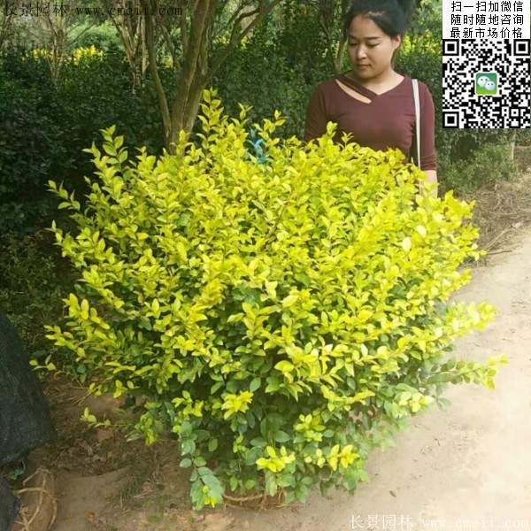 金葉女貞毛球--長(zhǎng)景園林 金葉女貞毛球--長(zhǎng)景園林