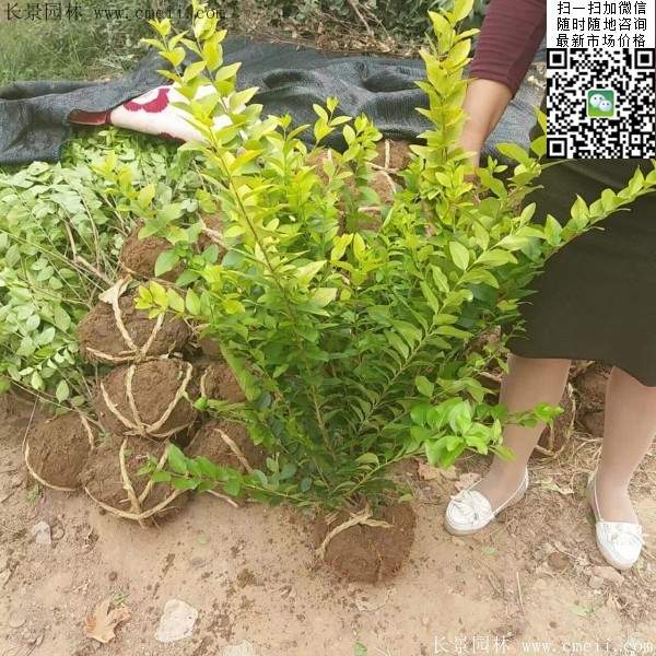 金葉女貞毛球--長(zhǎng)景園林 金葉女貞毛球--長(zhǎng)景園林