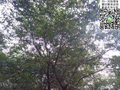 櫸樹不管是在綠化界，還是在建筑界都會令你刮