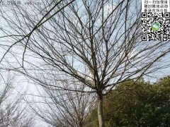 櫸樹的綠衣雖好看，但是變成光桿司令的“它”