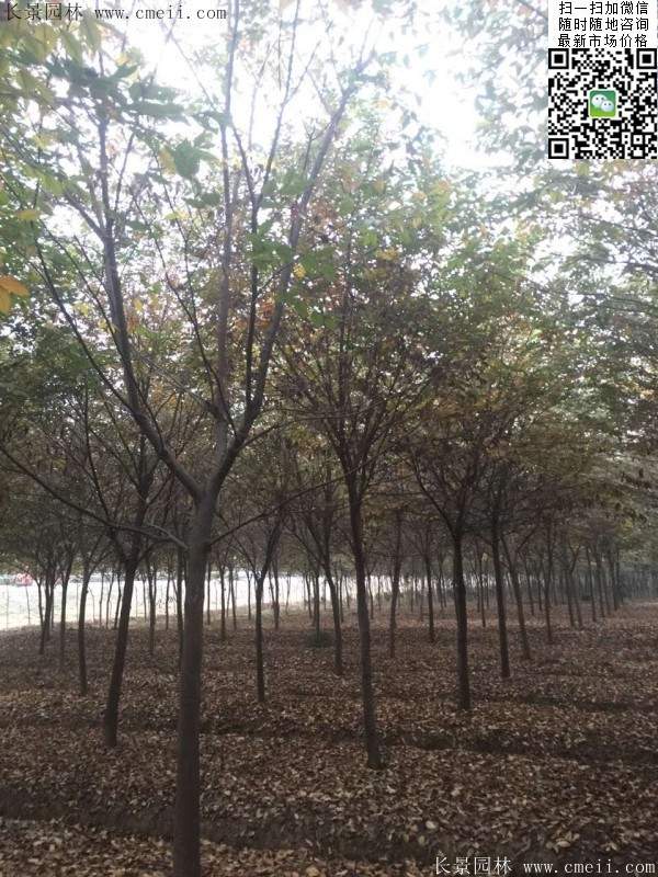 沭陽櫸樹 沭陽櫸樹