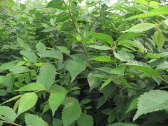 什么都是有身價的，那櫸樹的身價是多少呢？