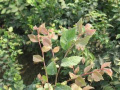 淺談櫸樹在未來的綠化路上，能否站住腳 