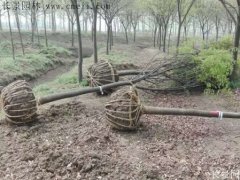 櫸樹還有這一層意思??！到底是“種櫸”還是“