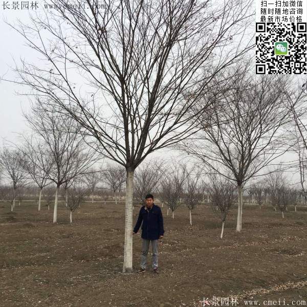 沭陽精品櫸樹 沭陽精品櫸樹