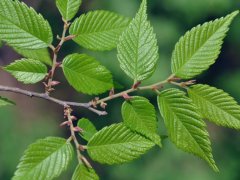 重大新聞！較大的櫸樹基地照曝光了，貌似價格