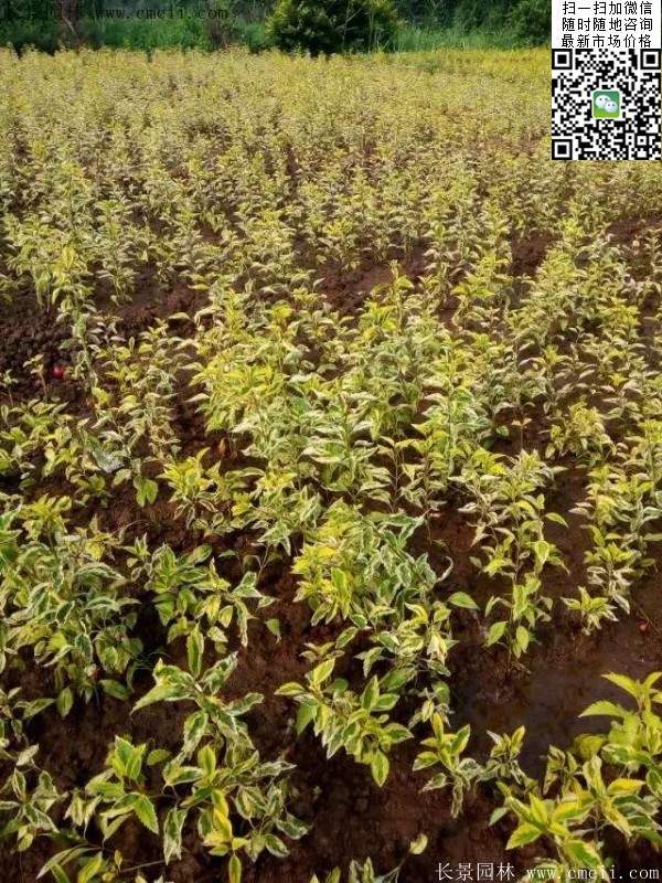 連翹--長(zhǎng)景園林 連翹--長(zhǎng)景園林