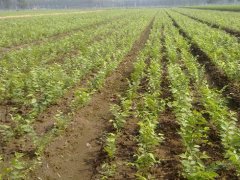 顯赫一時的櫸樹，它的過去、現(xiàn)在、未來是什么