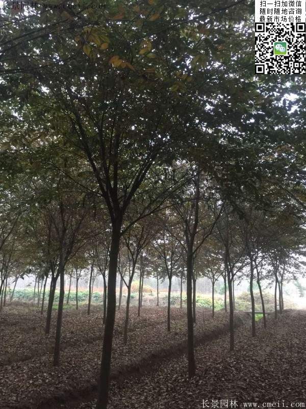 大規(guī)格櫸樹 大規(guī)格櫸樹