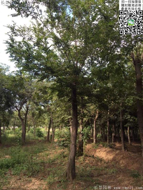 大規(guī)格櫸樹 大規(guī)格櫸樹