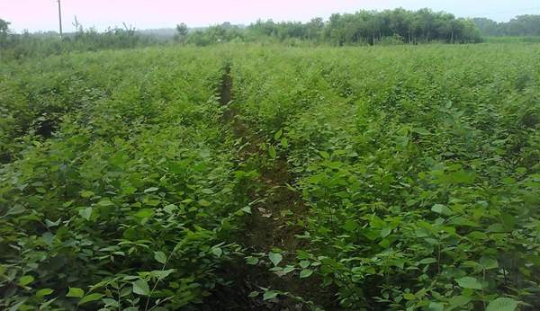 大規(guī)格櫸樹 大規(guī)格櫸樹