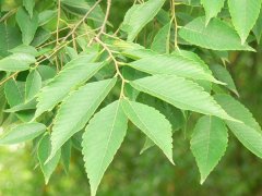 專家提醒：櫸樹和樸樹不是同一種樹嗎？