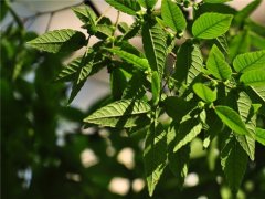 櫸樹為什么又叫作血櫸，這其中有什么奧秘嗎?