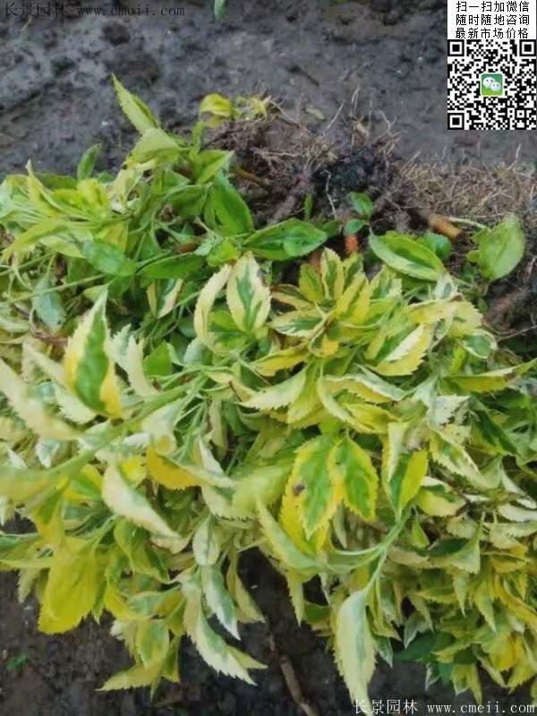 連翹--長(zhǎng)景園林 連翹--長(zhǎng)景園林