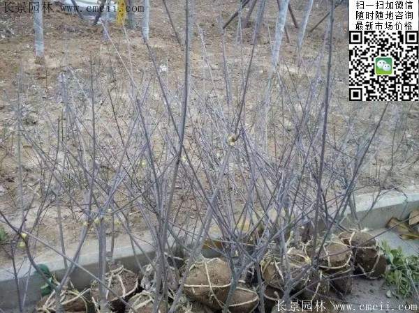 沭陽臘梅樹 沭陽臘梅樹