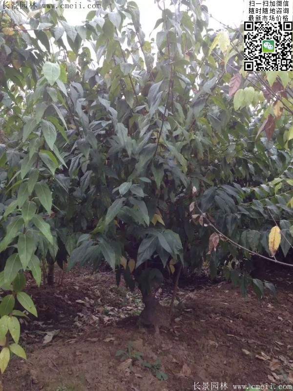 沭陽臘梅樹 沭陽臘梅樹