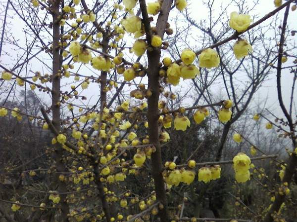 沭陽(yáng)臘梅花