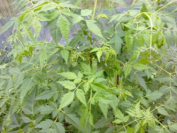 苦楝苗，苦楝樹(shù)