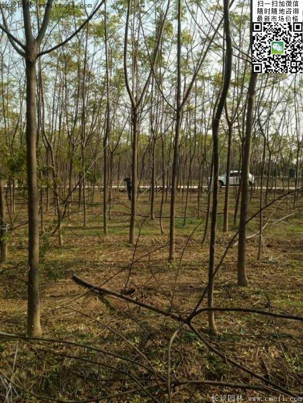 苦楝苗，苦楝樹(shù)