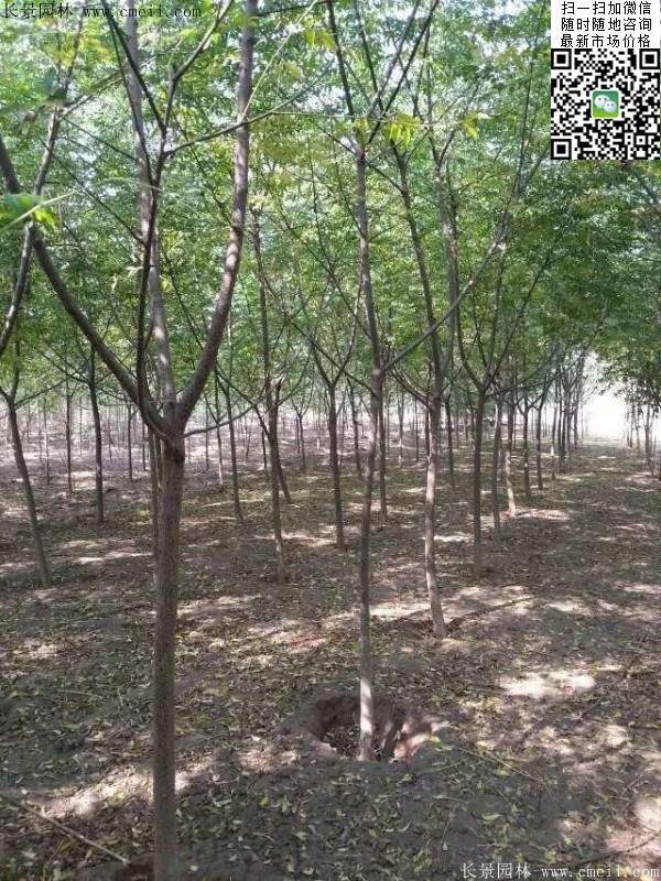 苦楝苗，苦楝樹(shù)