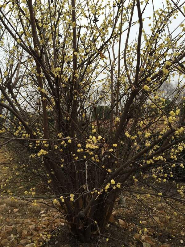 冬季臘梅 冬季臘梅