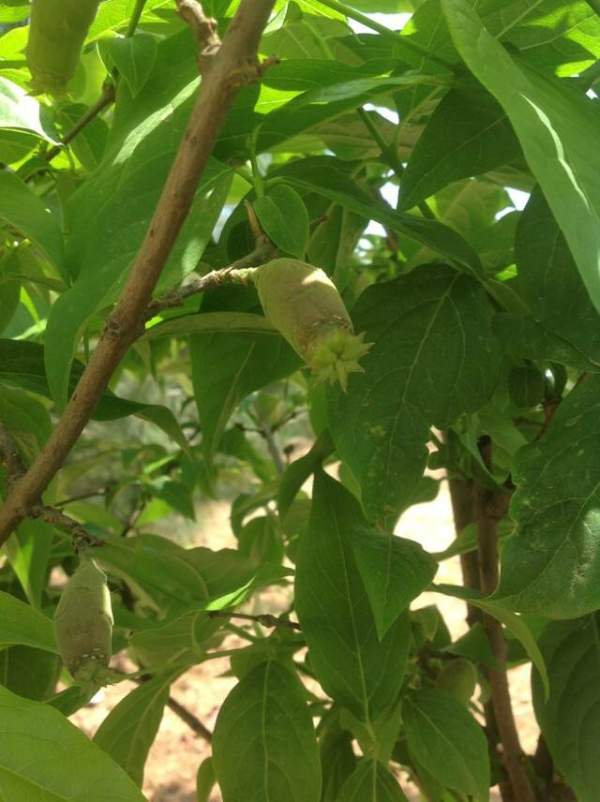 華東臘梅樹批發(fā)