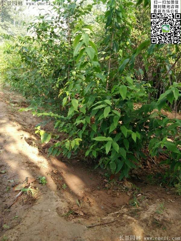 華東臘梅樹批發(fā)