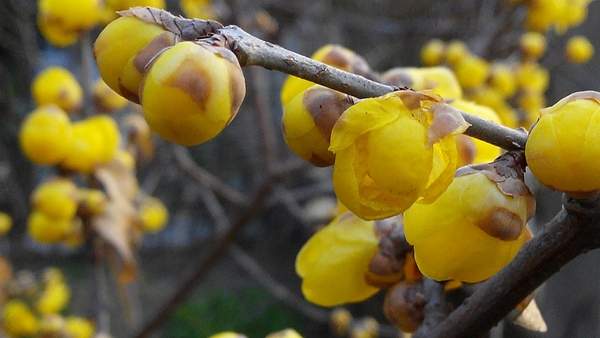 華東臘梅樹批發(fā)