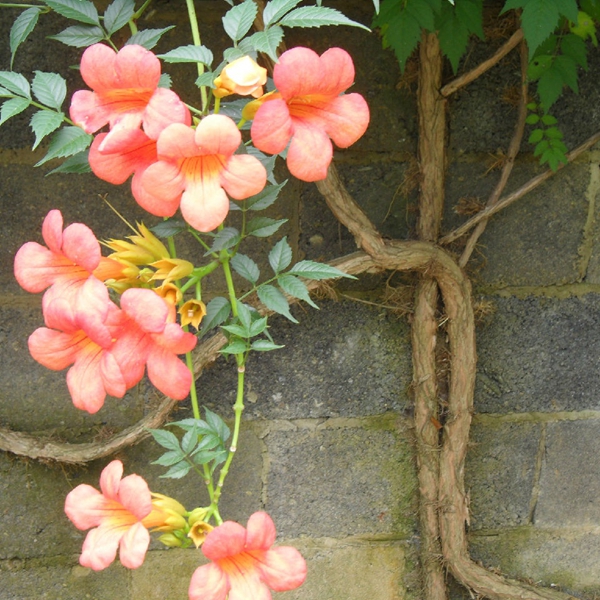 中國凌霄花 中國凌霄花