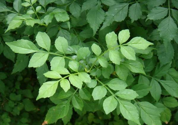 中國凌霄花的葉片 中國凌霄花的葉片