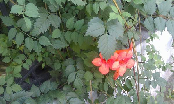 沭陽(yáng)的凌霄花 沭陽(yáng)的凌霄花