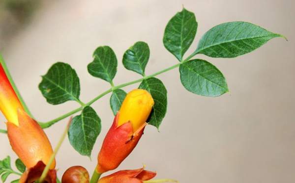 沭陽(yáng)的凌霄花 沭陽(yáng)的凌霄花