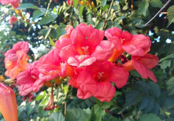 沭陽(yáng)的凌霄花 沭陽(yáng)的凌霄花