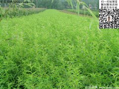 哪里有桃樹苗賣，偷偷告訴你一家又好又便宜的