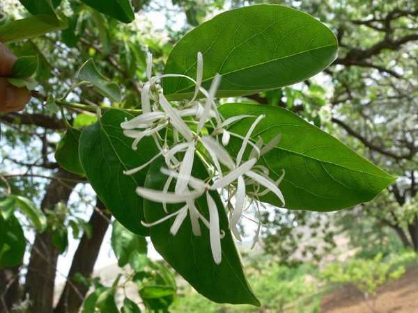 流蘇樹(shù)照片
