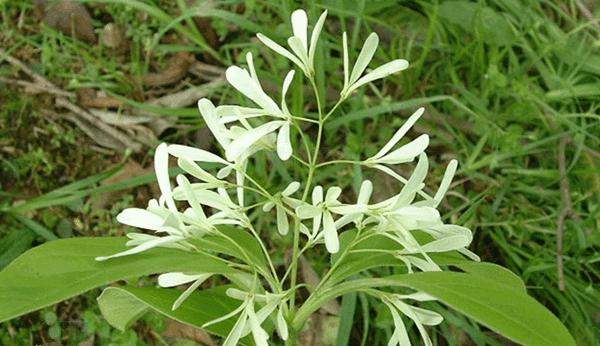 流蘇樹(shù)照片