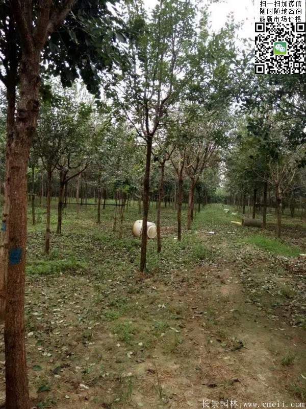 流蘇樹(shù)照片